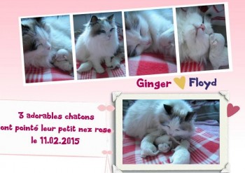 Ginger naissances 3 chatons - Chatterie Ragdolls du Val de Beauvoir